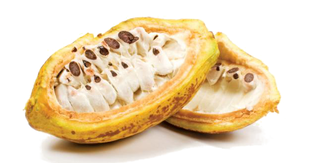 cacao-fruits